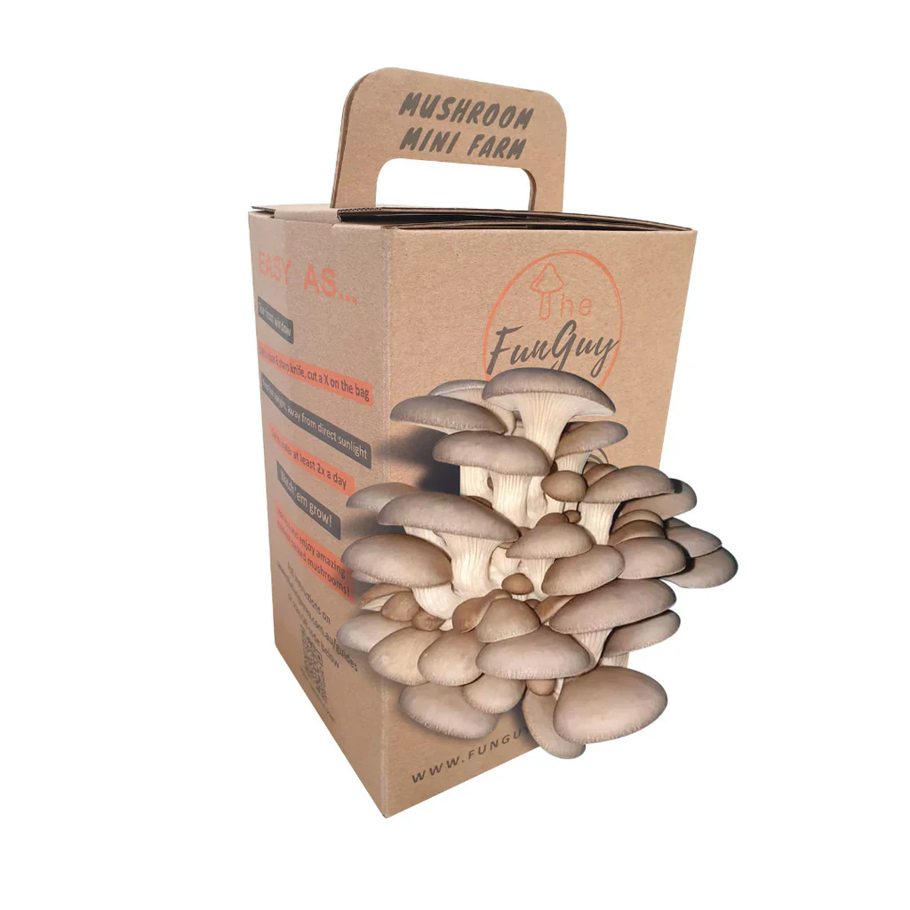Blue Pearl Oyster Mushroom Kit - Image 2