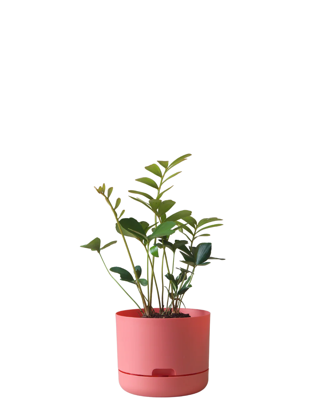 Mr Kitly Self Watering Pot 215MM - Image 10